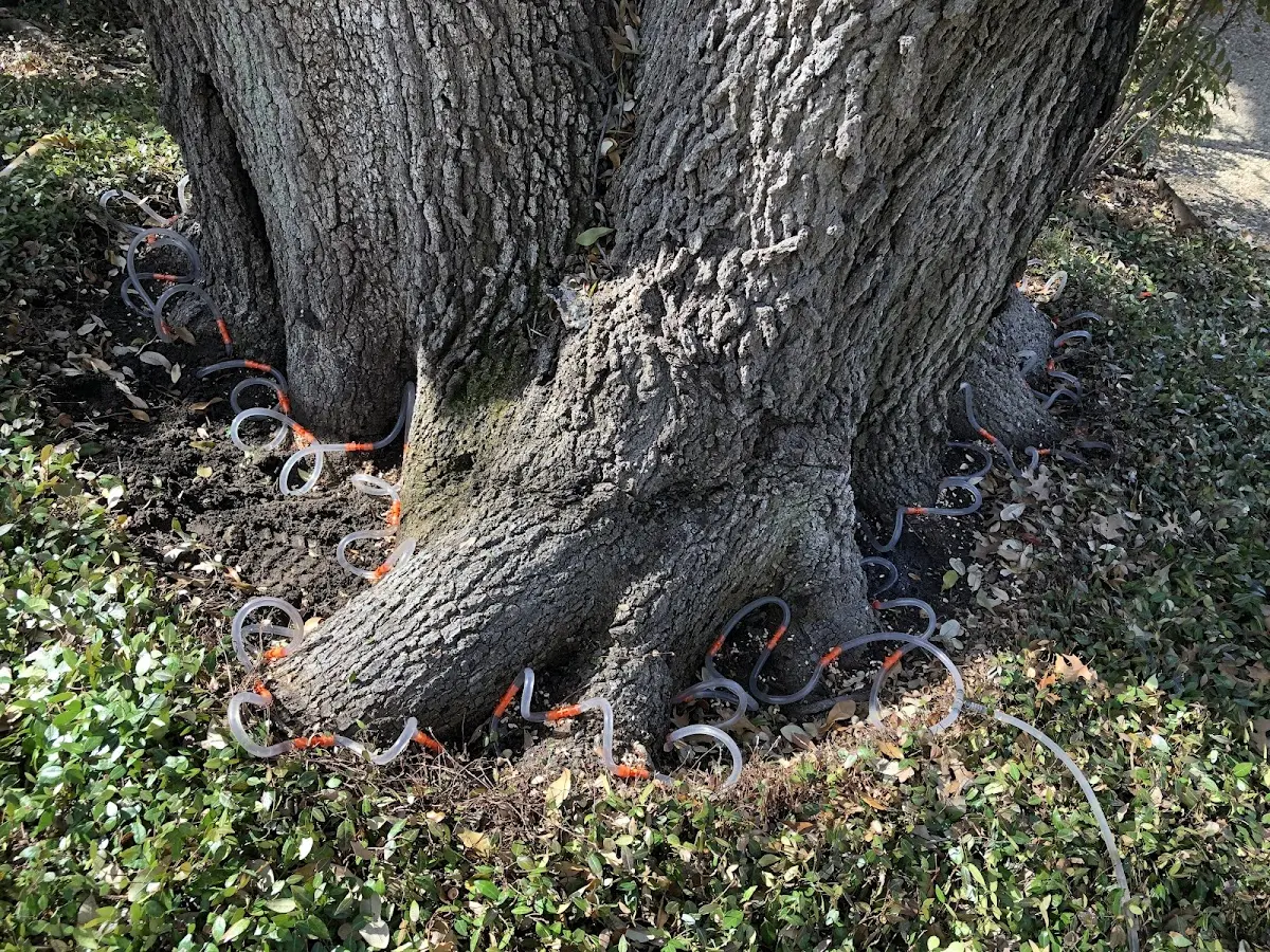 Detailed Tree Cabling and Bracing job site in North Pembroke