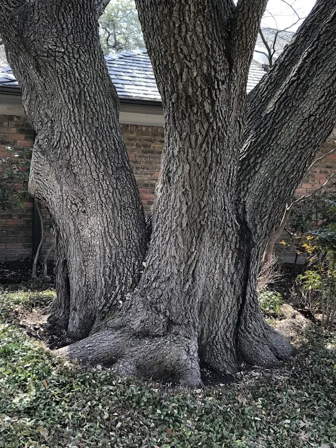 Mature heritage tree close to a North Pembroke property cared for by certified arborists